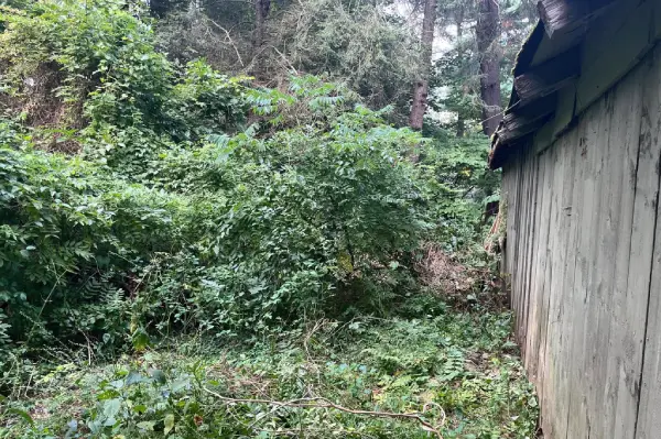 Expert Landscape Contractor