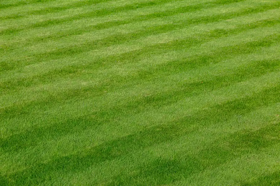 How Lawn Care Services Keep Your Yard Healthy Year-round Bloomingburg, NY