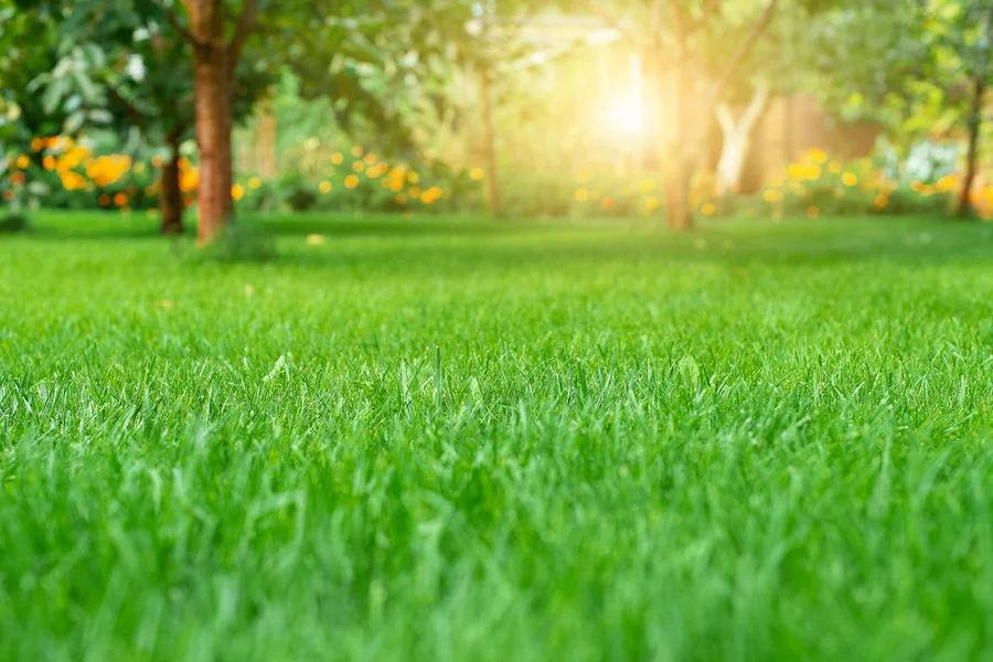 The Role Of Lawn Care Services In Preventing Weed Growth Bloomingburg, NY
